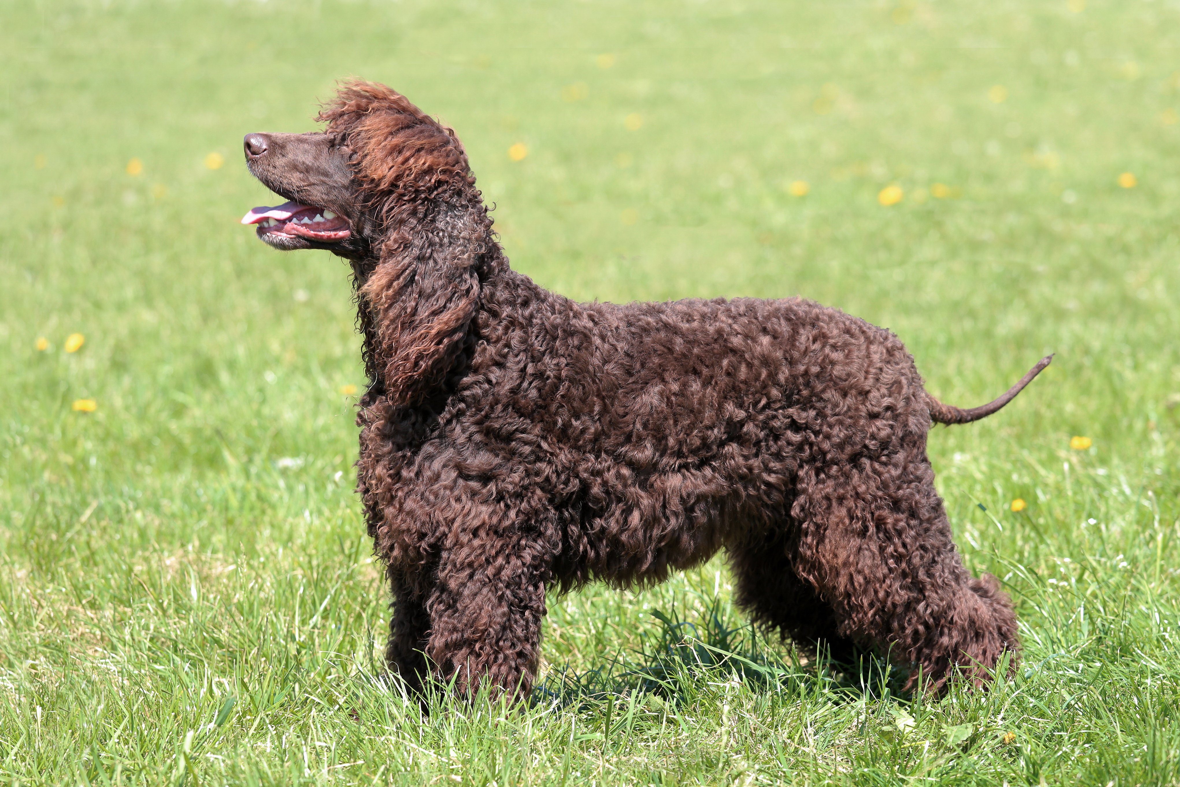 Typical Irish Water Spaniel in the spring garden