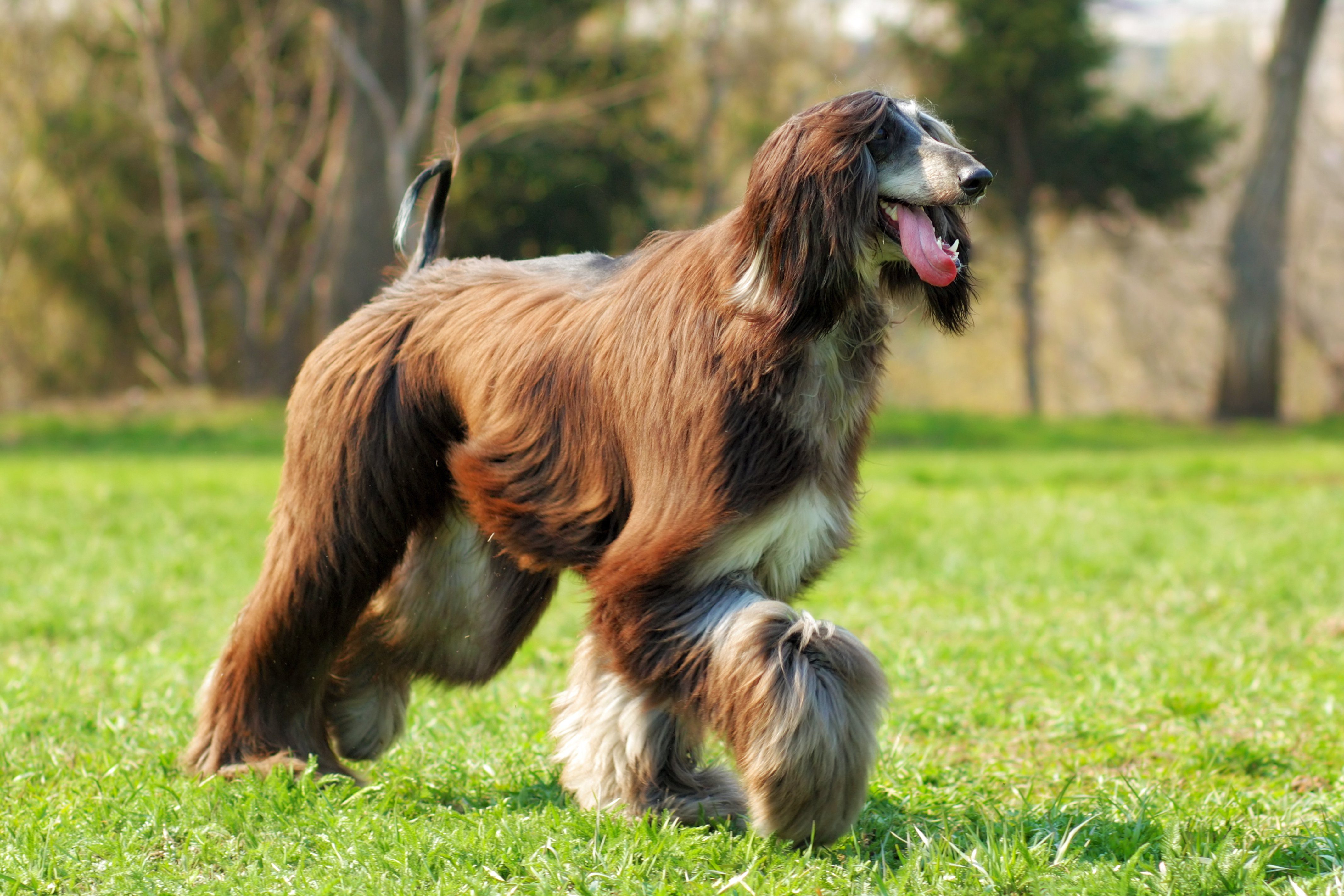 dog Afghan hound walks into the setting sun