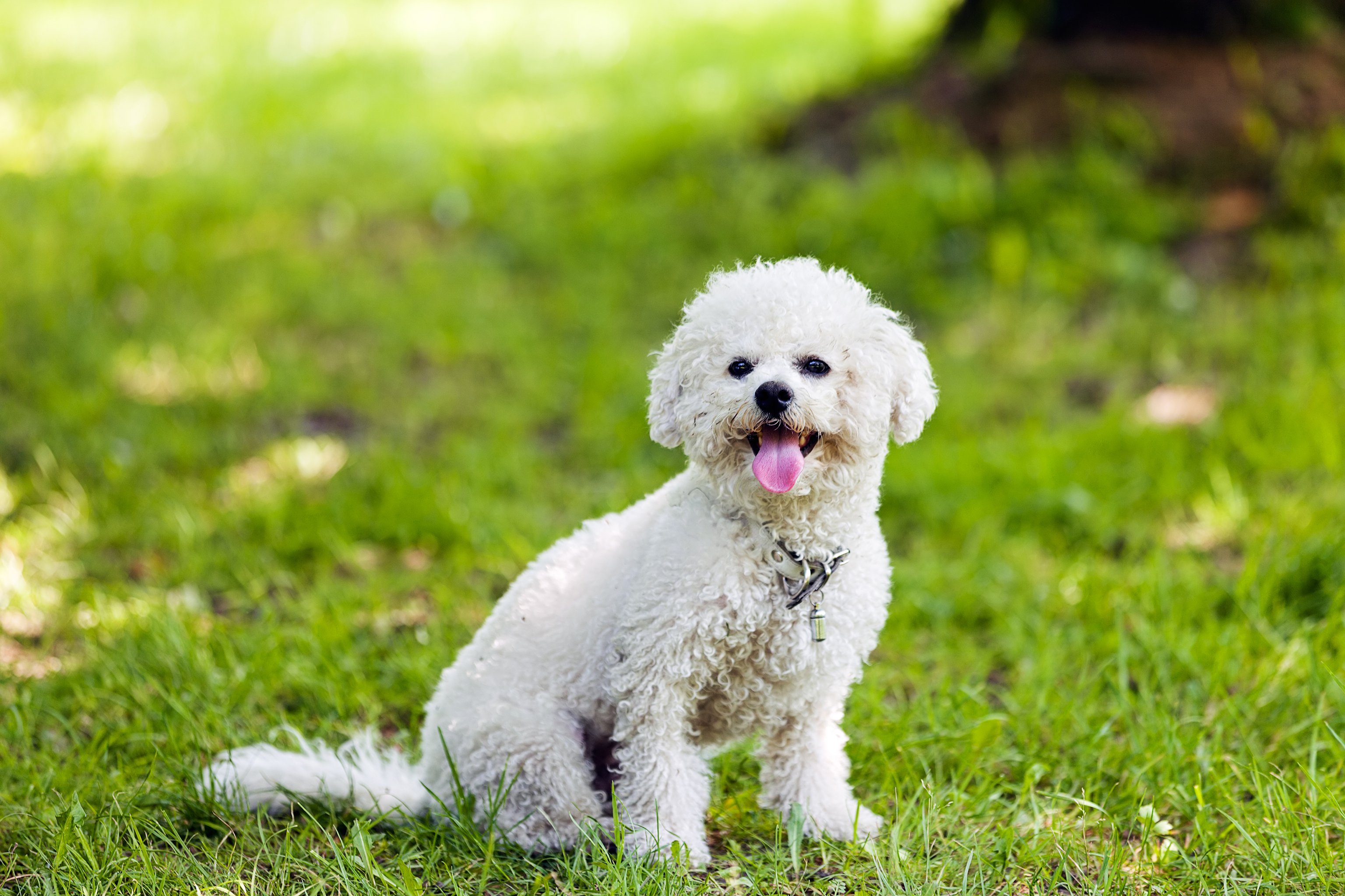cute small bichon sitting in grass in the park, notice: shallow depth of field