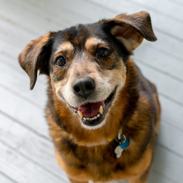 Happy dog on gray porch