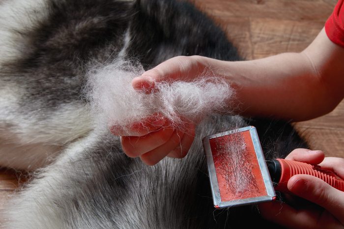 Concept of spring moulting dogs. Boy holds in hands lump wool Siberian husky and rakers brush. Husky dog lies on wooden floor. Close-up.