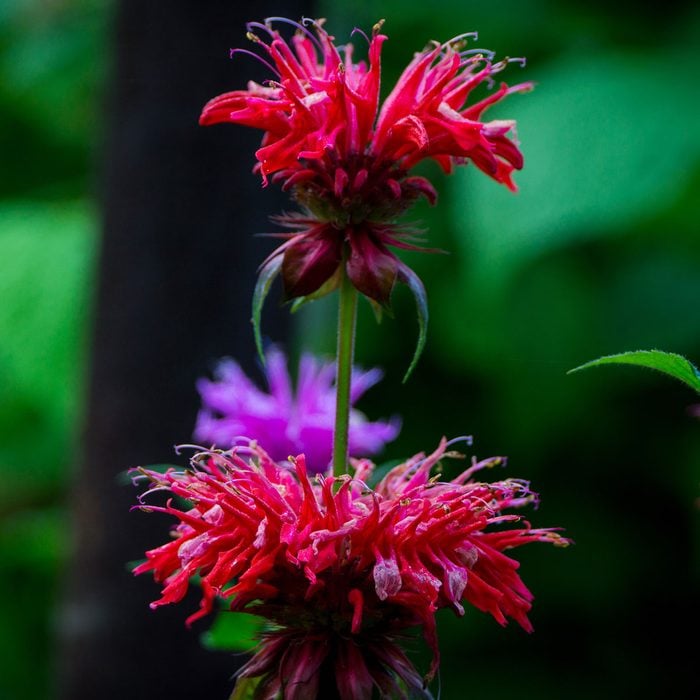 Red Bee Balm 