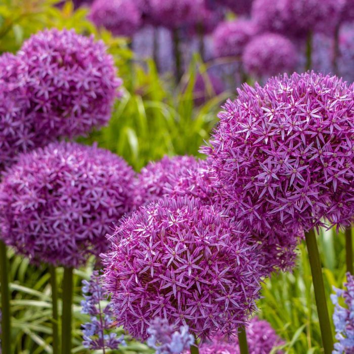 10 Pretty Purple Flowers That'll Make Your Garden Pop | Family Handyman