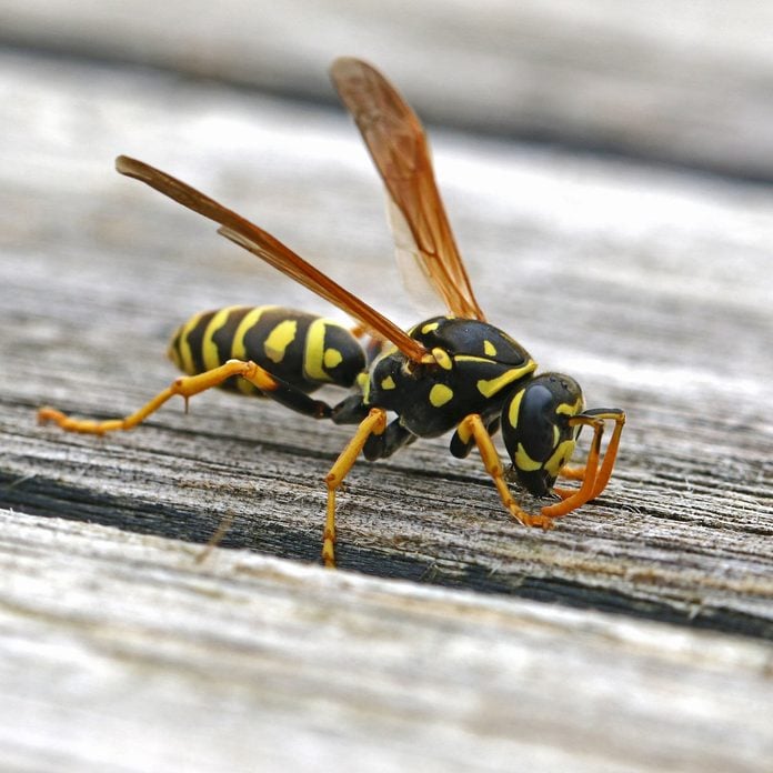 Tree wasp, or paper wasp very close up stripping wood