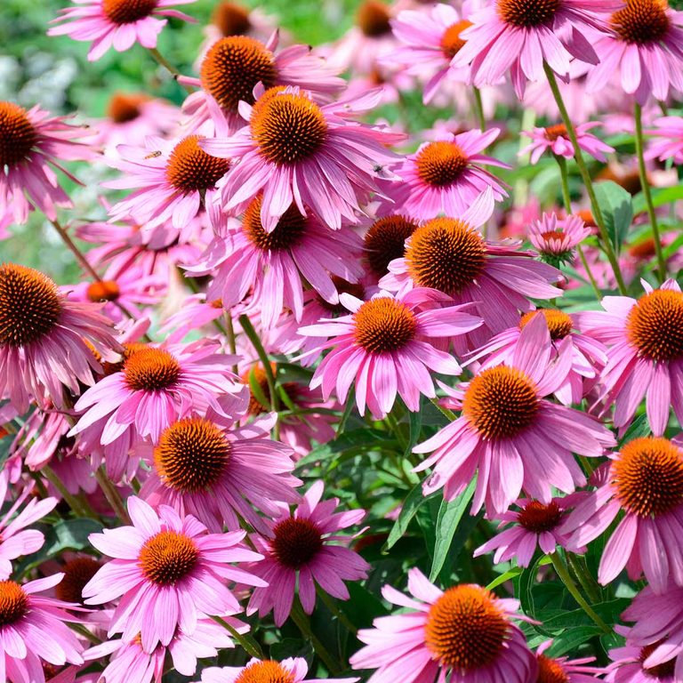 10 Pretty Purple Flowers That'll Make Your Garden Pop | Family Handyman