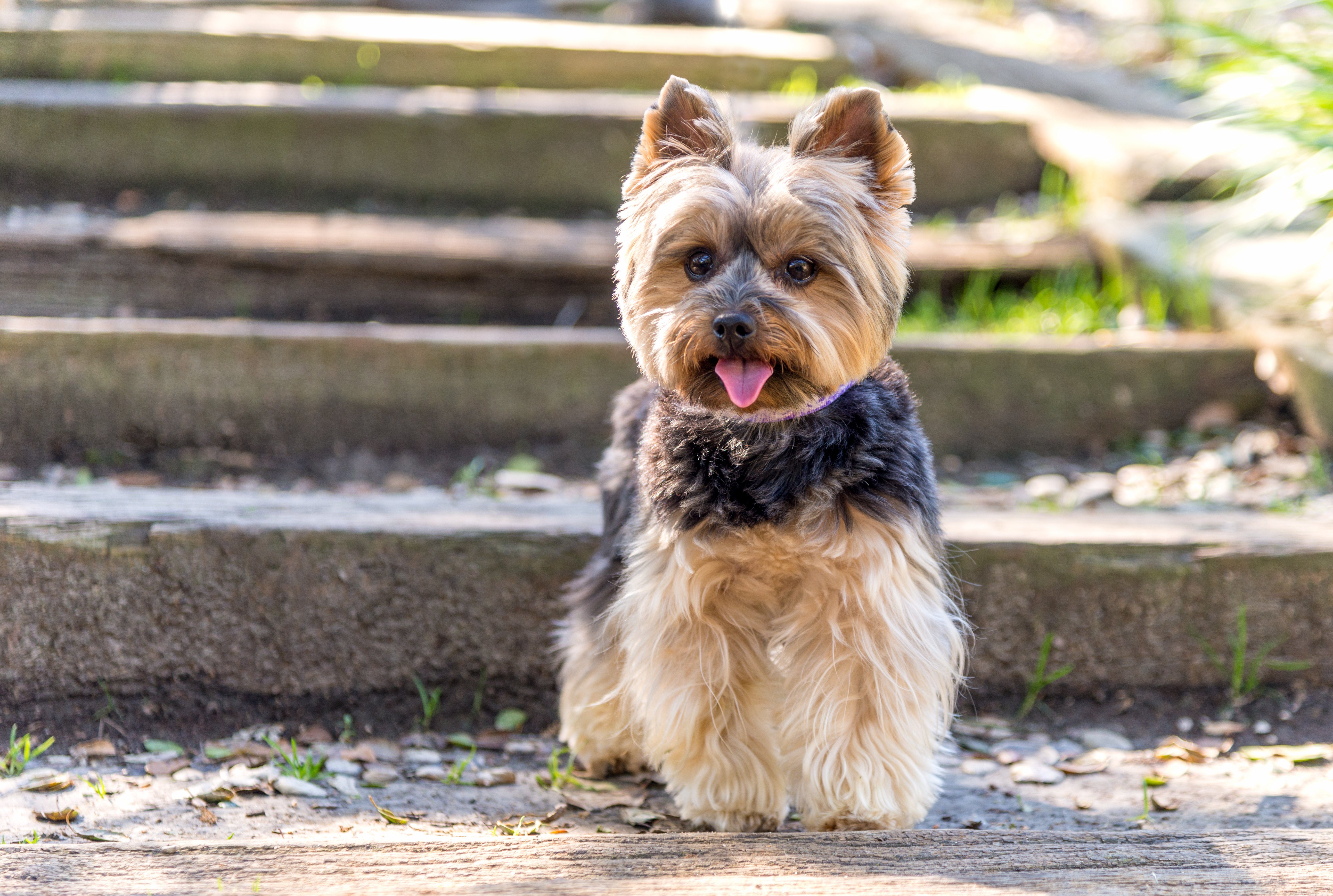 Little Yorkshire Terrier posing in park. Yorkie Dog 