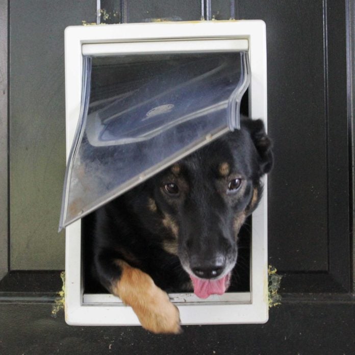 are dog doors safe for your pet