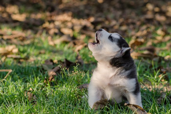 Cute siberian husky sitting and howling on green grass