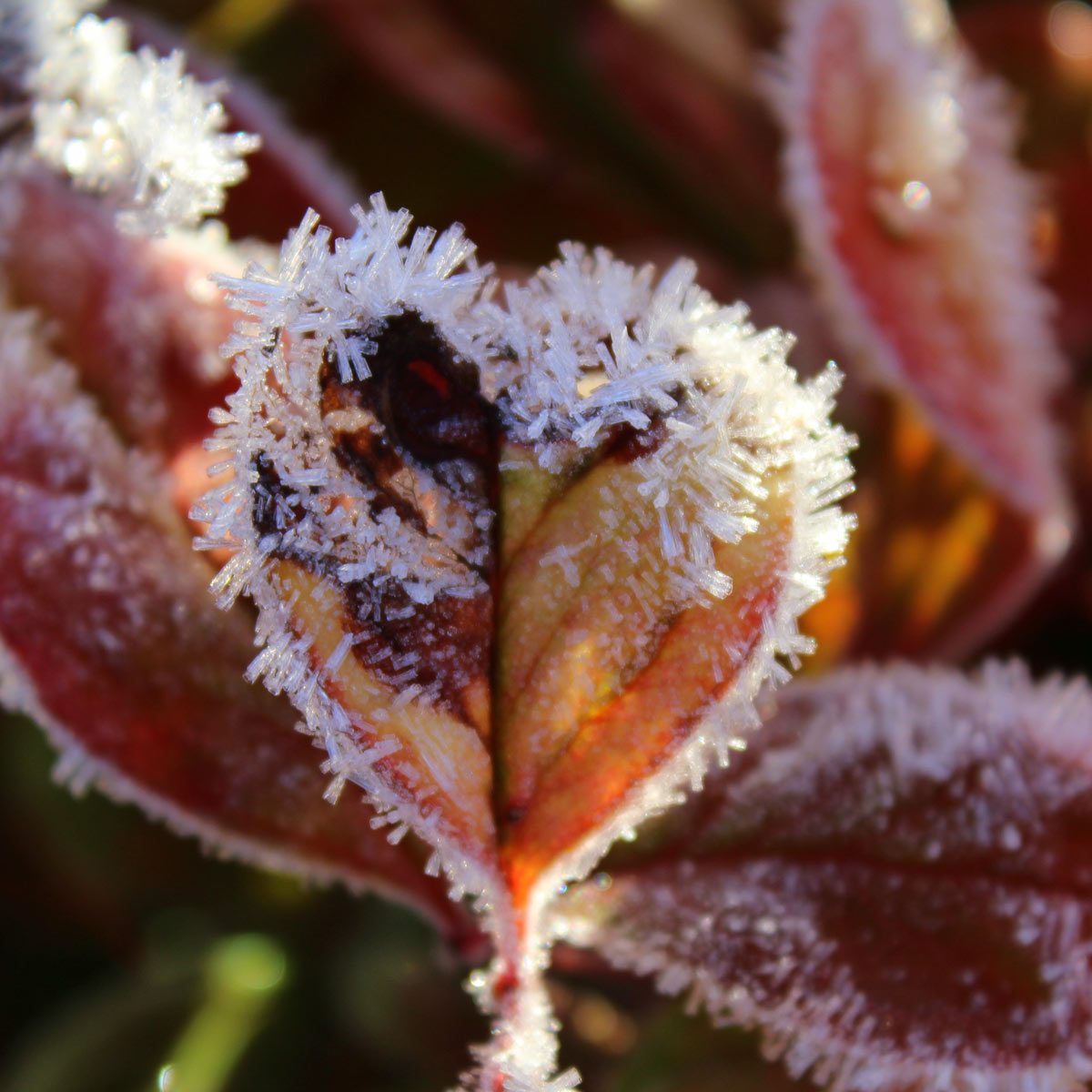  Protect Your Plants from Frost During a Cold Snap