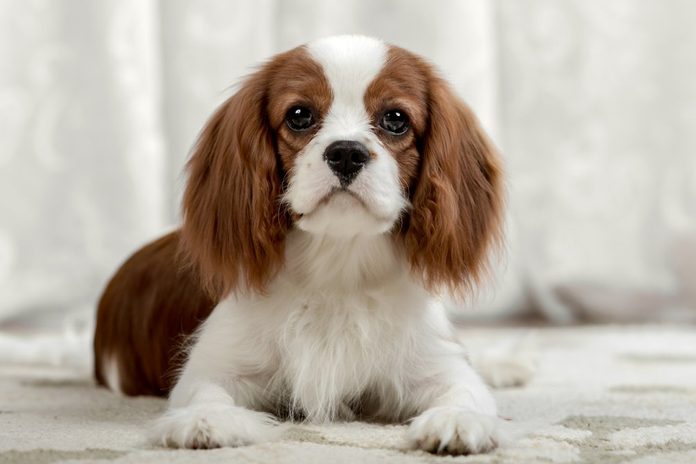 sad pure-bred dog, puppy Cavalier King Charles Spaniel, lie, close up muzzle