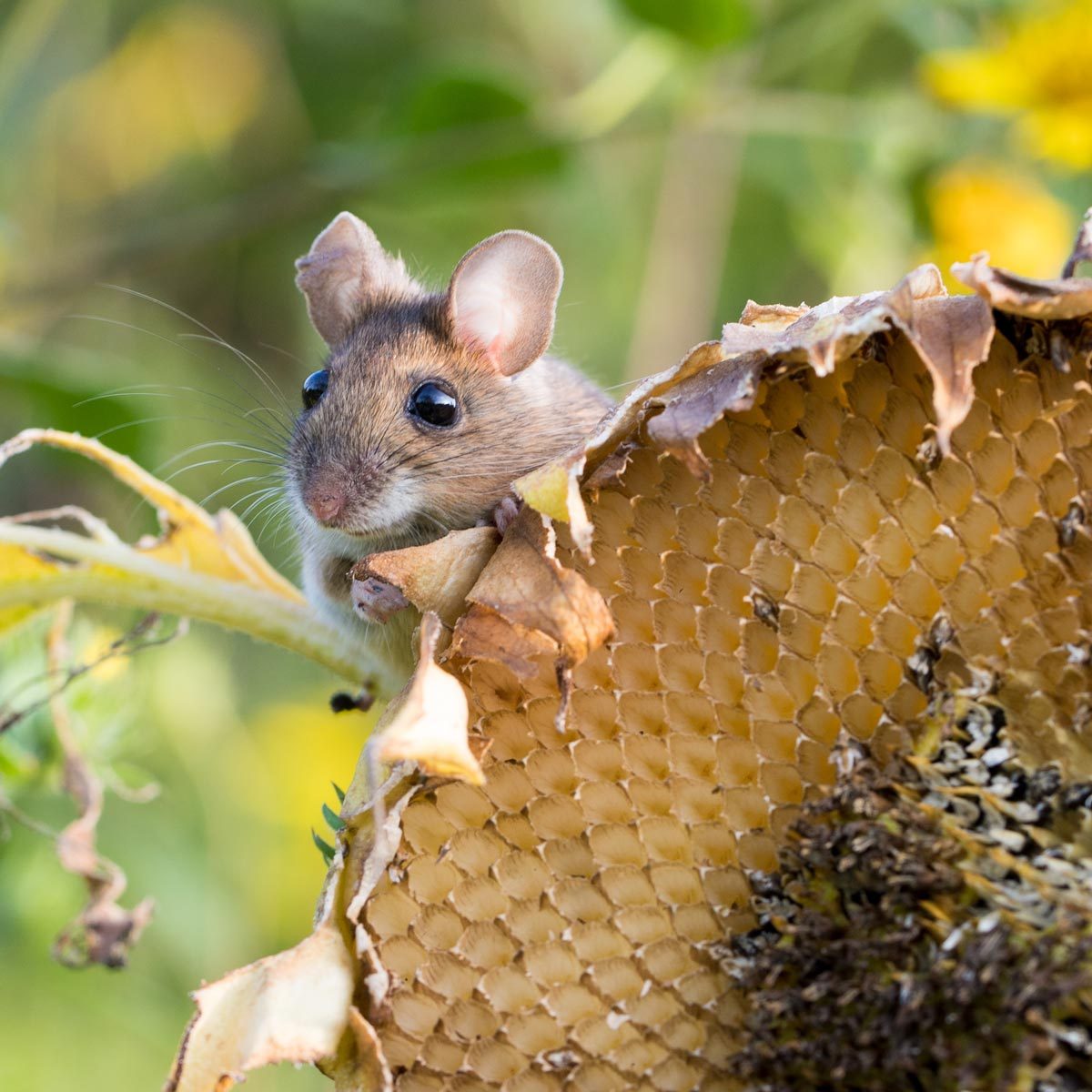harvest mouse on a sunflower