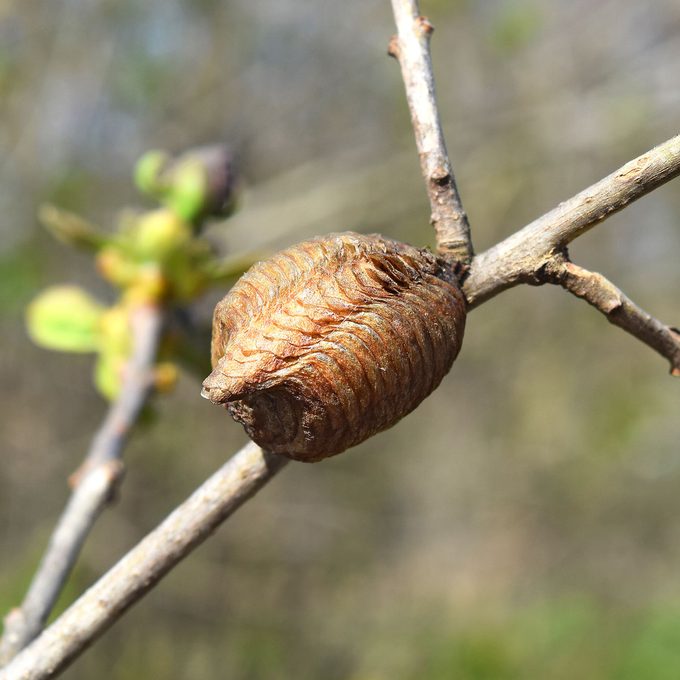 insect in cocoon in winter