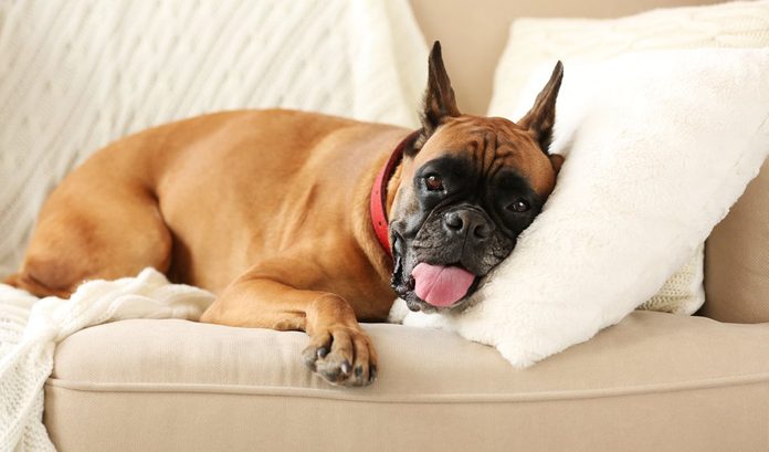 Boxer dog lying on a couch at home