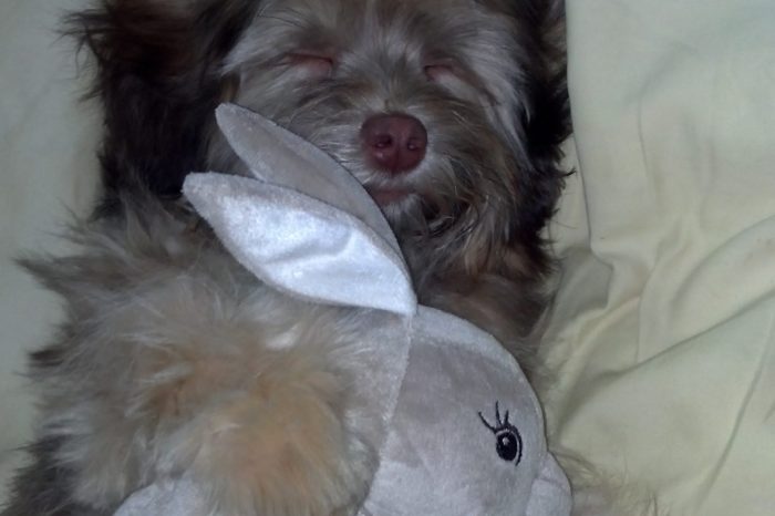 Dog cuddling stuffed rabbit