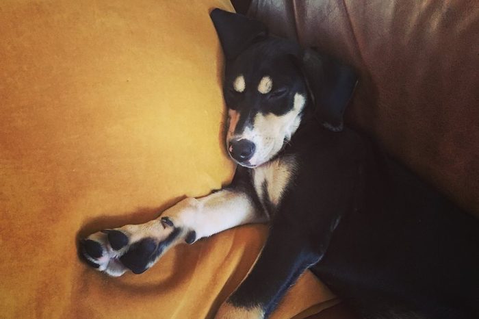 Dog napping on the couch