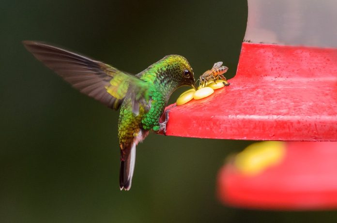 A Green-crowned Brilliant (Heliodoxa jacula) with a bee on a feeder.