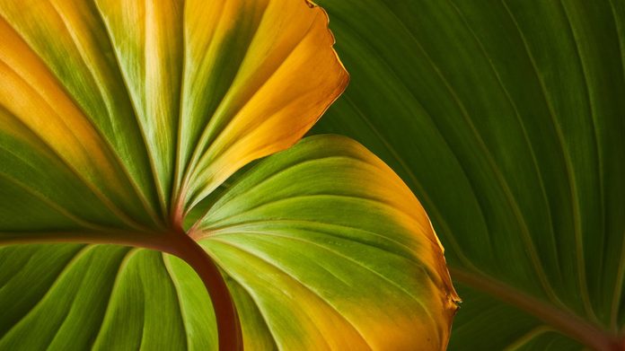 Homalomena foliage, Green leaf with red petioles background, Pattern of green leaves texture 