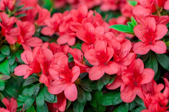 azalea