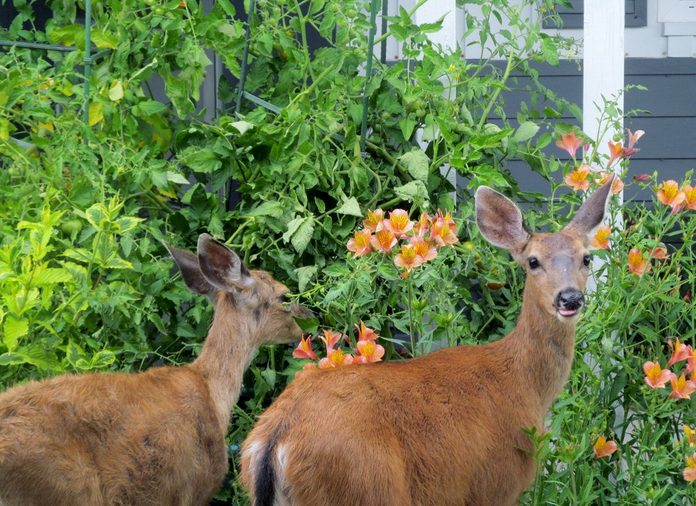 Deer visit a garden.