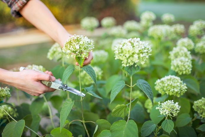 Bush (hydrangea) cutting or trimming with secateur in the garden