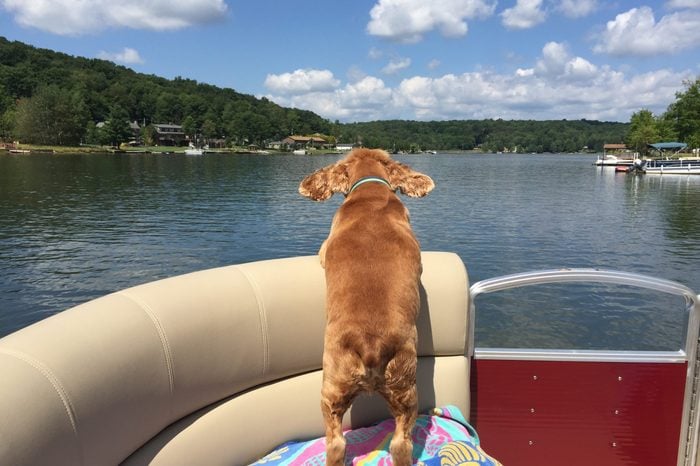 Cocker Spaniel on a boat