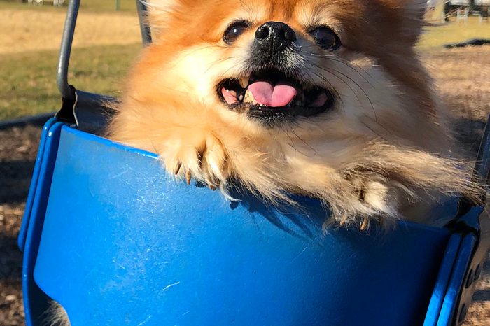 Dog in a blue swing