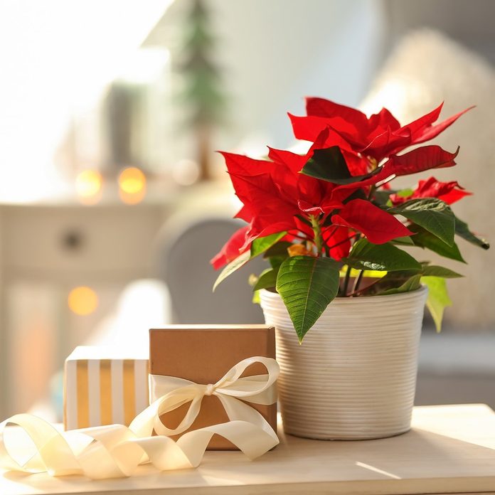 Christmas flower poinsettia with gift boxes