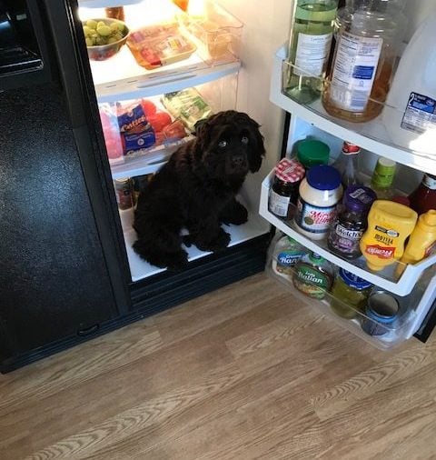 Black dog sitting in a fridge