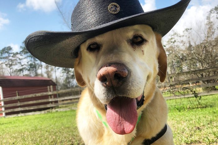 Yellow lab with a cowboy hat