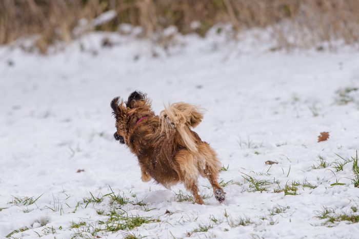 A small ginger / brown dog running away in the snow