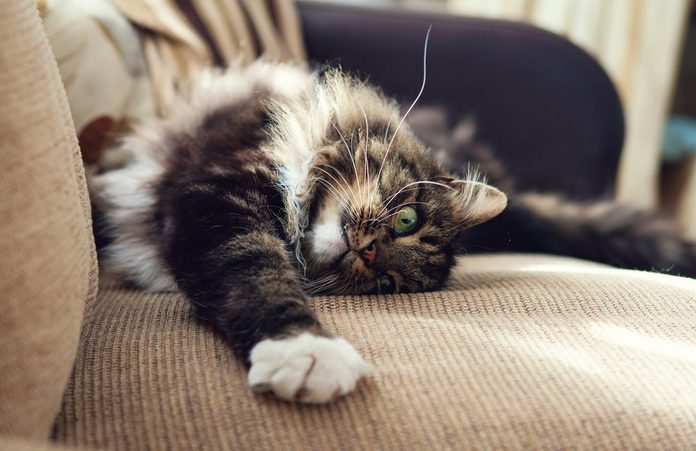 Fluffy domestic cat stretching on the sofa