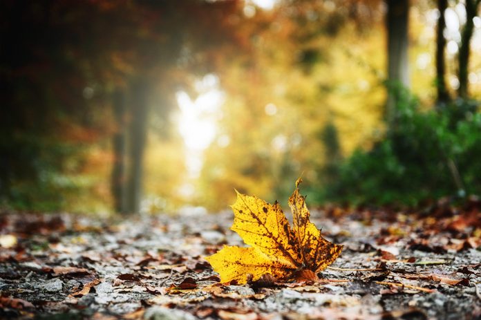 Autumn forest landscape with yellow leaves 