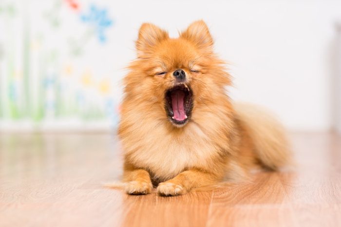 The dog of the Pomeranian dog breed lies on the floor, stretching its paws in front of him and yawning