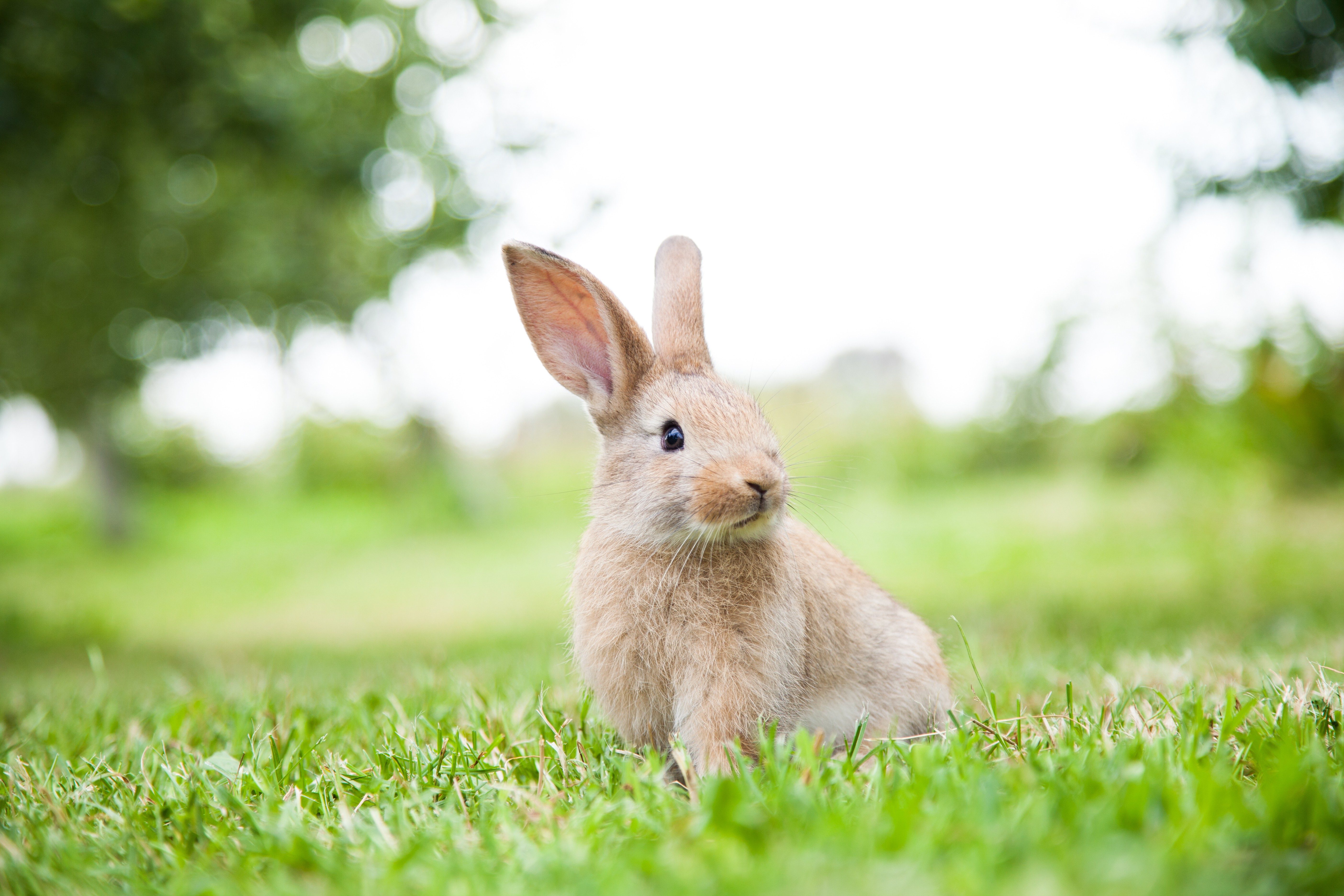 Bunny rabbit on the grass. Close up.