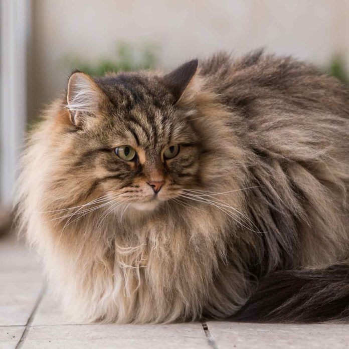 Cute-long-haired-cat-of-siberian-breed-furry-hypoallergenic