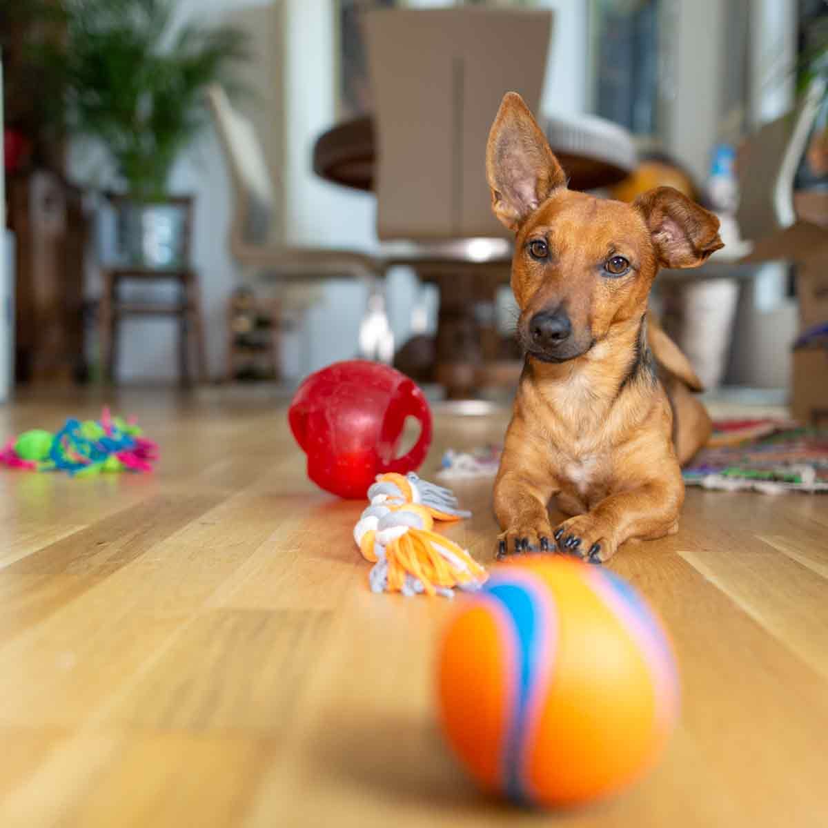 https://www.familyhandyman.com/wp-content/uploads/2019/11/Little-dog-at-home-in-the-living-room-playing-with-his-toys-shutterstock_1256513359.jpg