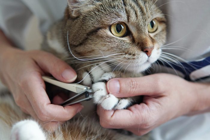 owner's hand holding clippers nail and cat's paw.Trimming cat's nails.