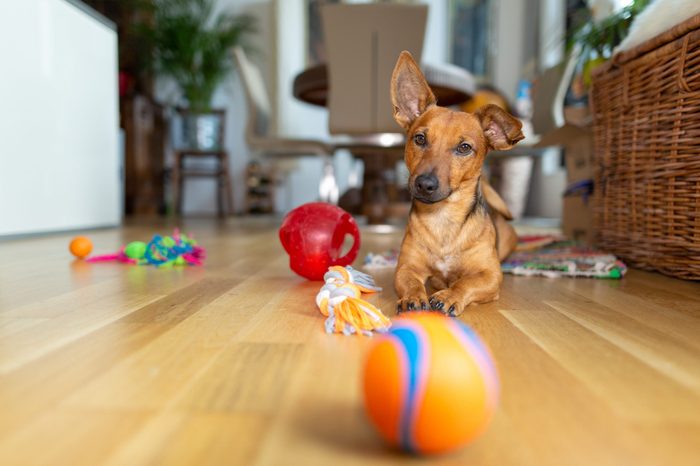 Best Interactive Dog Toys to Beat Boredom in 2023