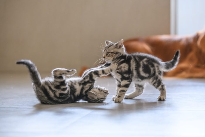 Two cute American cat kittens playing