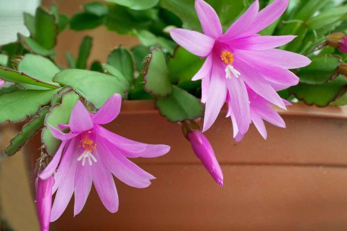 Easter Cactus Gettyimages 186549827