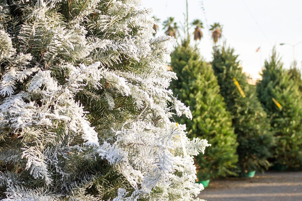 How to Flock a Christmas Tree with Spray Paint DIY Snowy Christmas Tree  Permanent Flocking Spray 