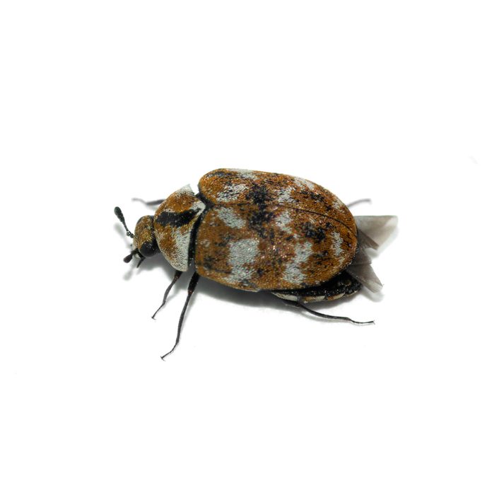 Carpet-beetle