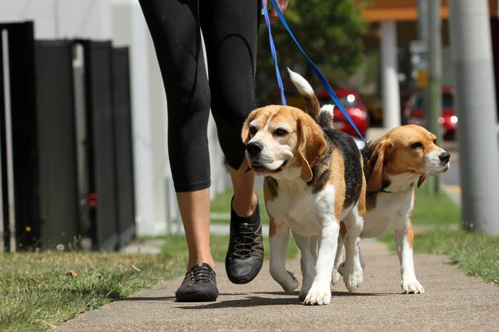 Walking Beagle Dogs on lead