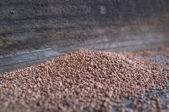 A pile of termite frass pellets on redwood boards 