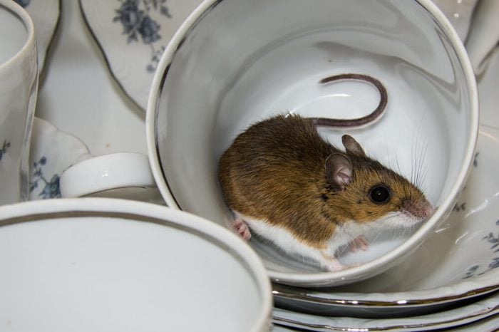 Side view of a brown wild house mouse inside of a fancy blue and white tea cup with other dishes stacked in the cabinet. A rodent is something you do not wish to find in your kitchen pantry.
