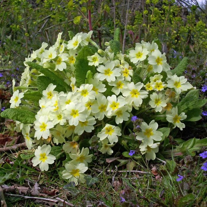 English Primrose Primula Vulgaris 
