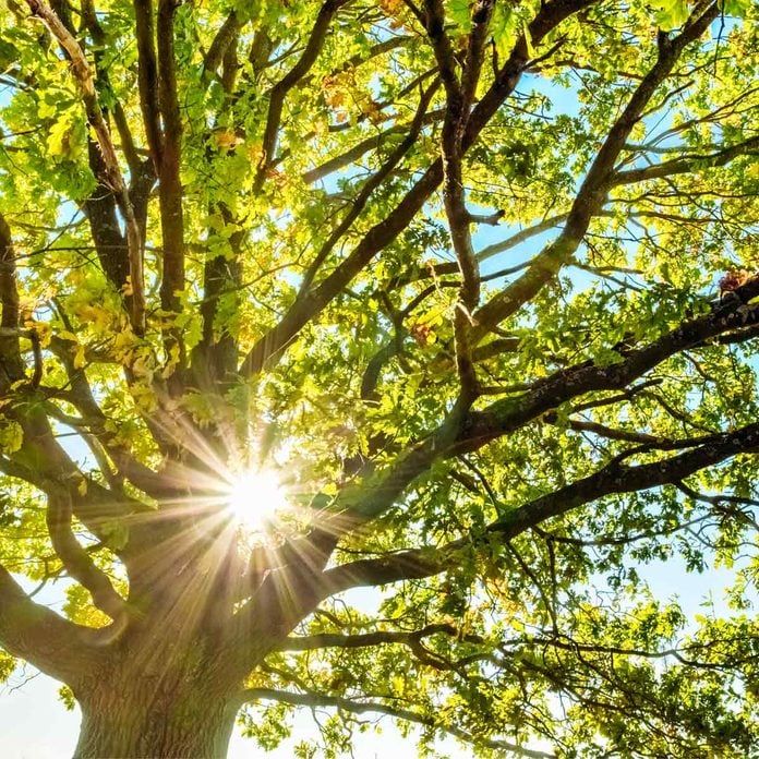 sunlight through tree sunny day