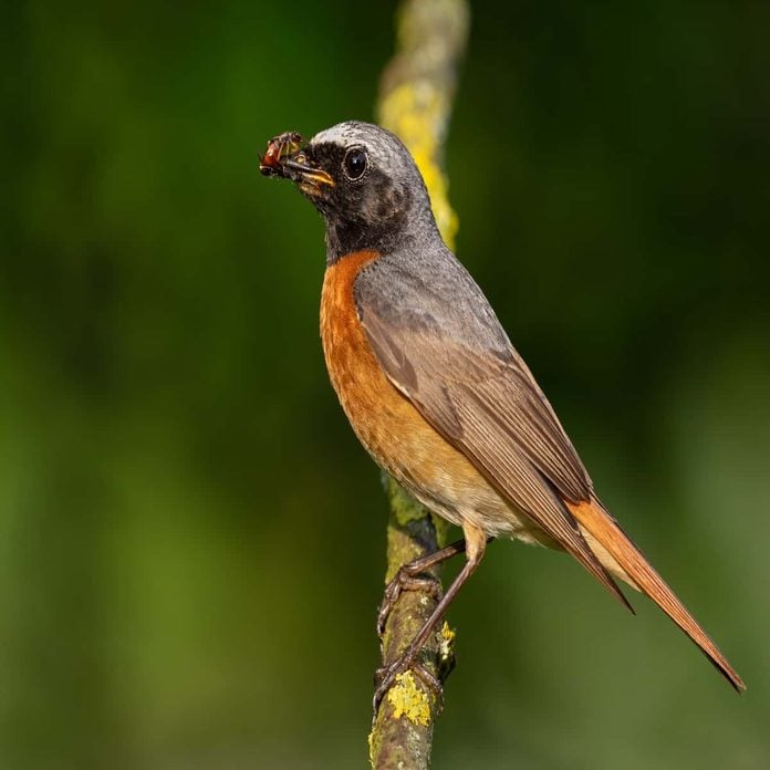 Bird eating earwig