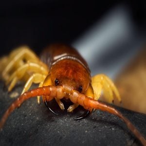Centipede mouth