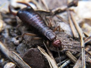 Earwig in environment